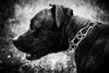 Collar Perro adiestramiento - Collar para Perros metalico con eslabones para Reducir tirones - Collar Entrenamiento para perros