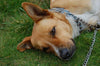 Collar Perro adiestramiento - Collar para Perros metalico con eslabones para Reducir tirones - Collar Entrenamiento para perros