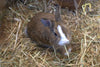 Heno de Alta montaña para Hamster heno Natural para Mascotas pequeñas heno con Hierbas - 1kg - movilcom.com